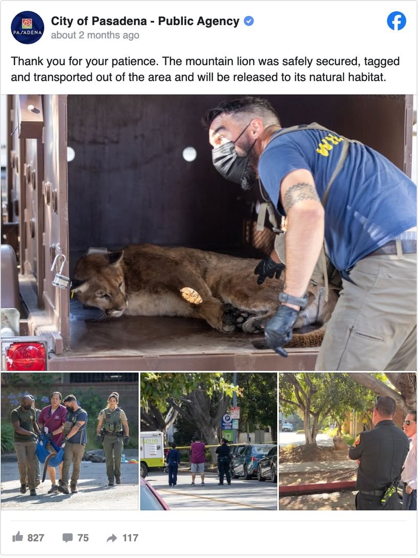 City of Pasadena, California Saturday Facebook post with photos reporting that a mountain lion was safely secured, tagged and transported out of the area